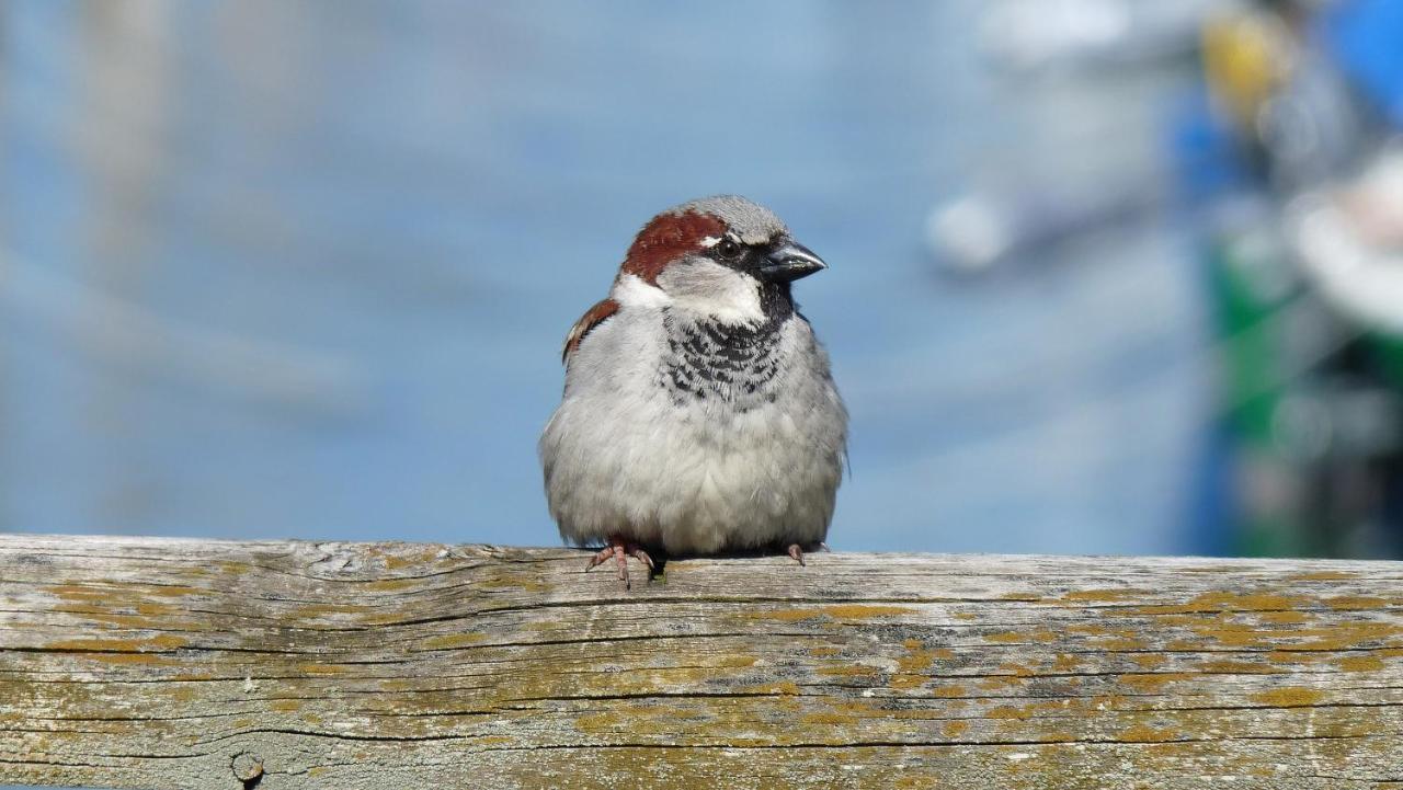 Ferienwohnung Roth Am Naturschutzgebiet Bodensee Eriskircher Ried Eksteriør billede